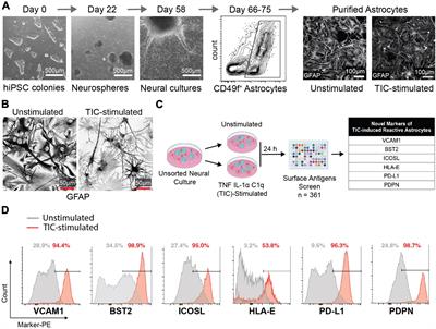 Proteomic Alterations and Novel Markers of Neurotoxic Reactive Astrocytes in Human Induced Pluripotent Stem Cell Models